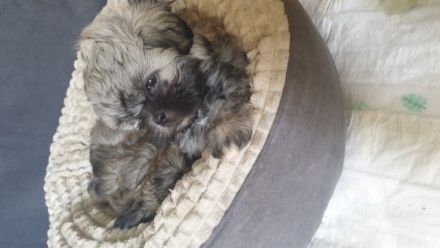 Unsere Hündin Malu eine liebenswürdige Shih-tzu Dame