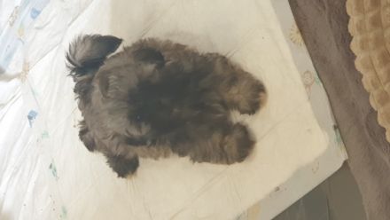 Unsere Hündin Malu eine liebenswürdige Shih-tzu Dame