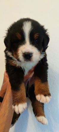 B-Wurf - Jule & Balu Unsere Traumverpaarung Jule & Balu