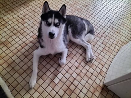 Siberian Husky, Welpen