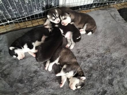 Siberian Husky, Welpen