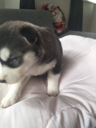 Siberian Husky, Welpen