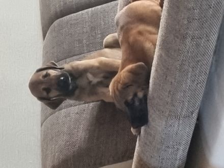 Wir bieten Ihnen noch zwei süße Welpen an ein Mädchen