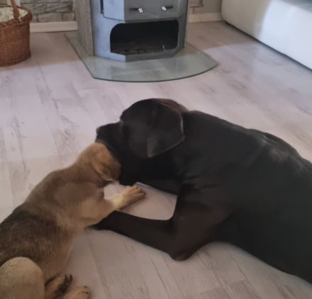 Wir bieten Ihnen noch zwei süße Welpen an ein Mädchen