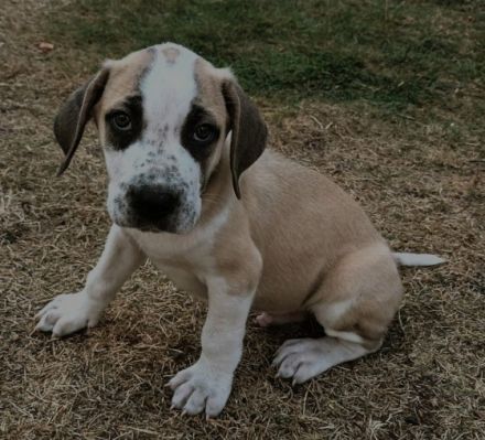 Meine Hündin hat am 27.06.2022 5 gesunde Welpen