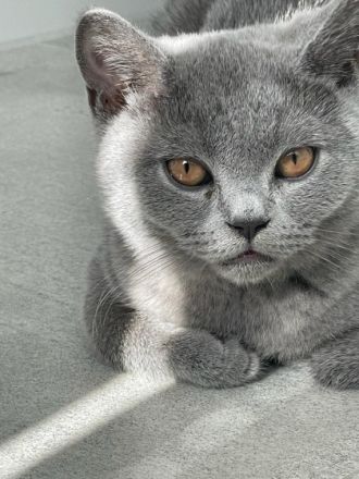 Die wunderschönen zuckersüßen verschmusten Kitten sind