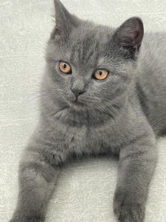 Die wunderschönen zuckersüßen verschmusten Kitten sind