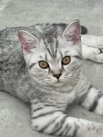 Die wunderschönen zuckersüßen verschmusten Kitten sind