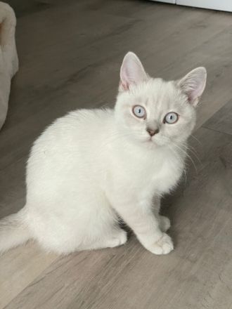 Die wunderschönen zuckersüßen verschmusten Kitten sind