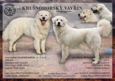 Slovenský Cuvac, Welpen