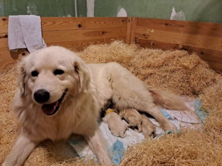 Slovenský Cuvac, Welpen