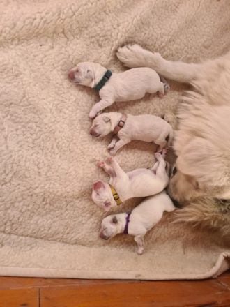 Slovenský Cuvac, Welpen