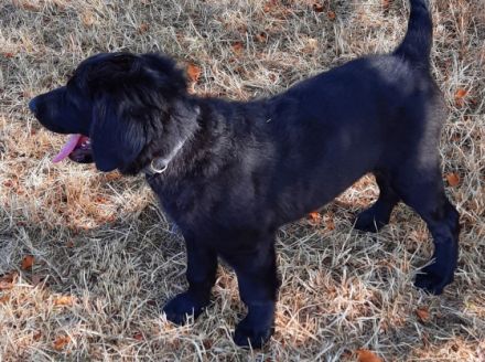 Nun ist nur noch 1 von 10 Welpen die ihr zuhause für