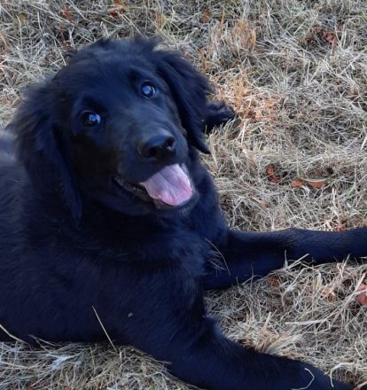 Nun ist nur noch 1 von 10 Welpen die ihr zuhause für