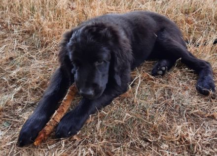 Nun ist nur noch 1 von 10 Welpen die ihr zuhause für
