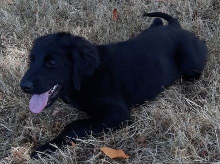 Nun ist nur noch 1 von 10 Welpen die ihr zuhause für