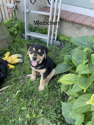 Unsere Hündin hat am 29.06.22 6 süße Babys zur Welt