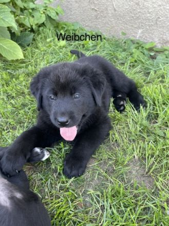 Unsere Hündin hat am 29.06.22 6 süße Babys zur Welt