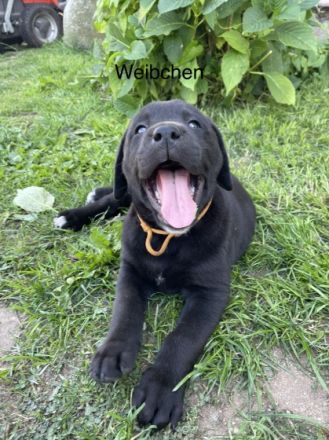 Unsere Hündin hat am 29.06.22 6 süße Babys zur Welt