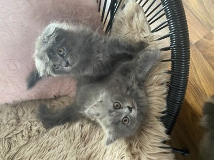 Unsere Nala hat 5 wunderschöne Babys Katzen bekommen es