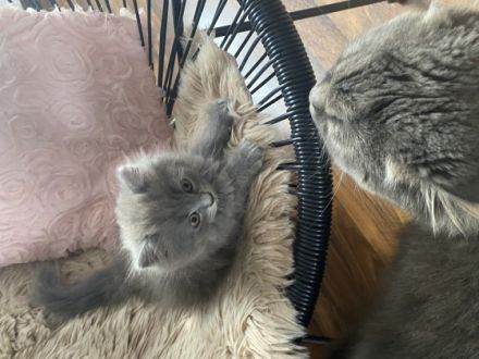 Unsere Nala hat 5 wunderschöne Babys Katzen bekommen es