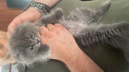 Unsere Nala hat 5 wunderschöne Babys Katzen bekommen es