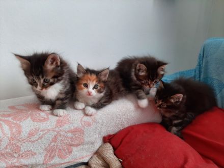 Die Kurilen Bobtail ist, ungeachtet ihres „urtümlichen“