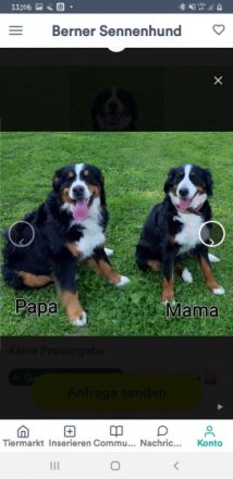 Wurfankündigung Unsere Pepper erwartet im September