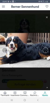 Wurfankündigung Unsere Pepper erwartet im September