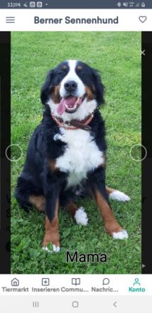 Wurfankündigung Unsere Pepper erwartet im September