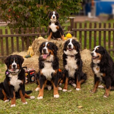 Wurfankündigung Unsere Pepper erwartet im September