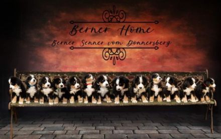 Wurfankündigung Unsere Pepper erwartet im September