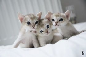 Singapura von Schöneiche