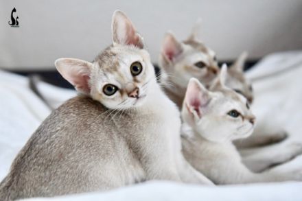 Singapura von Schöneiche