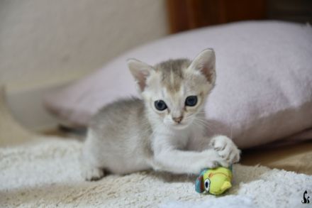 Singapura von Schöneiche