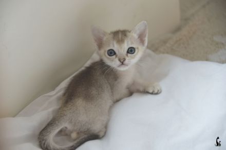 Singapura von Schöneiche