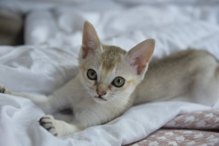 Singapura von Schöneiche