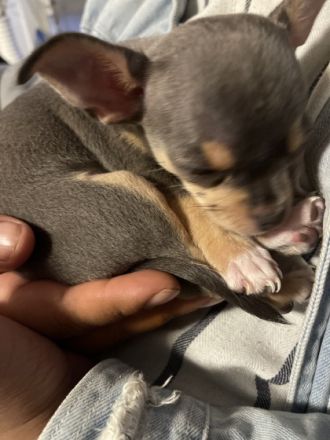 Hiermit biete ich noch 1 welpin und 1 Rüden zum Verkauf