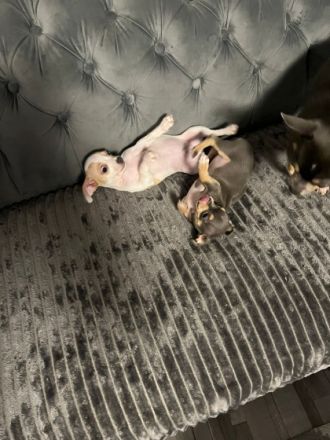 Hiermit biete ich noch 1 welpin und 1 Rüden zum Verkauf