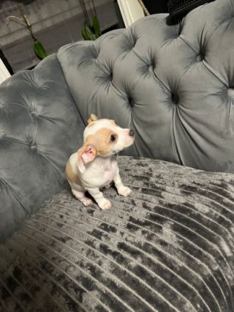 Hiermit biete ich noch 1 welpin und 1 Rüden zum Verkauf