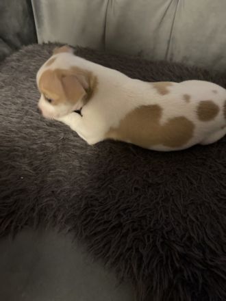 Hiermit biete ich noch 1 welpin und 1 Rüden zum Verkauf