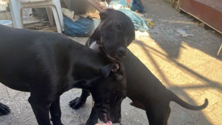 Mein sehr liebe 2 Rüde suchen liebevolle Menschen bei