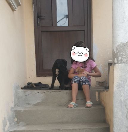 Mein sehr liebe 2 Rüde suchen liebevolle Menschen bei