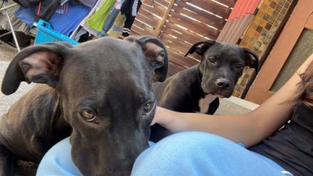 Mein sehr liebe 2 Rüde suchen liebevolle Menschen bei