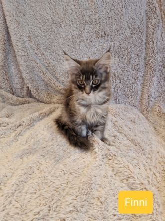 Unsere Kitten werden mit 12-15 Wochen abgegeben. Dann