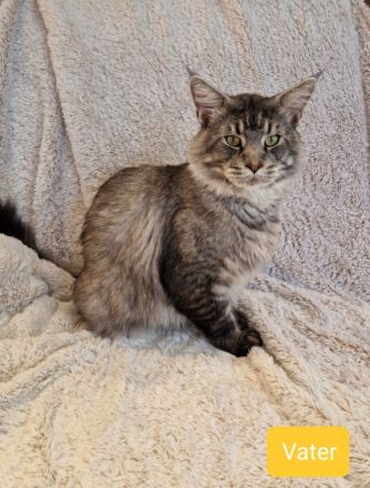 Unsere Kitten werden mit 12-15 Wochen abgegeben. Dann