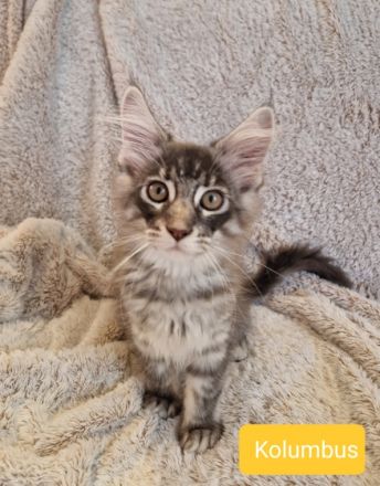 Unsere Kitten werden mit 12-15 Wochen abgegeben. Dann