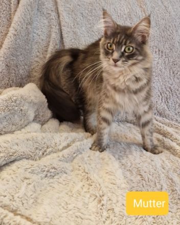 Unsere Kitten werden mit 12-15 Wochen abgegeben. Dann