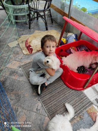 1 Coton de Tulèar Welpe Rüde 9 Monate alt abzugeben