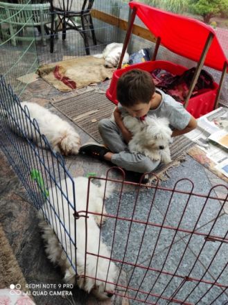 1 Coton de Tulèar Welpe Rüde 9 Monate alt abzugeben